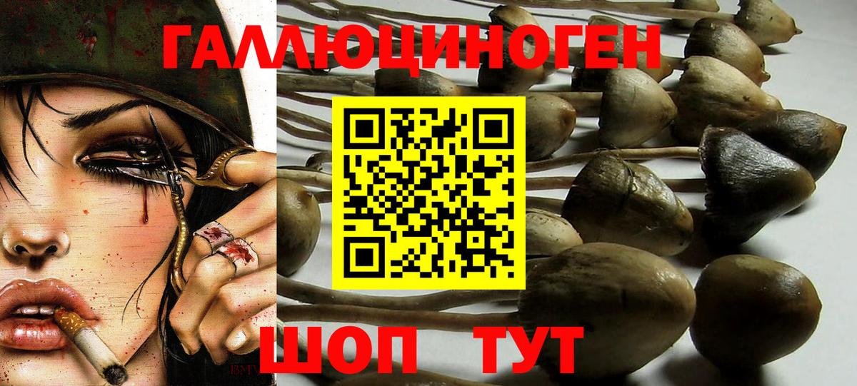 Галлюциногенные грибы GOLDEN TEACHER  Вход с VPN  магазин    Галлюциногенные грибы Psilocybe  Георгиевск 